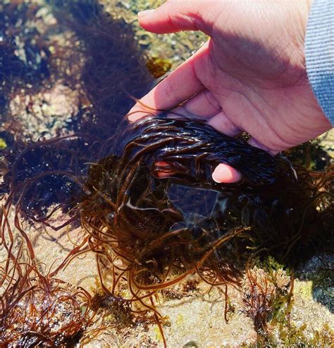Bolinas' Magic Seaweed: A Pleasure for the Senses